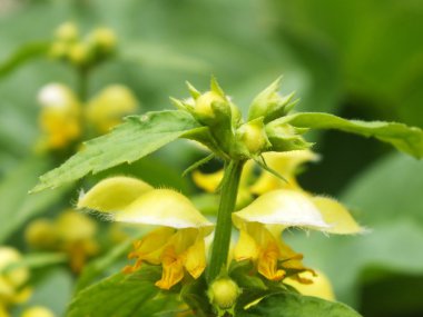 Lamium galeobdolon a hardy evergreen shrub small garden clipart