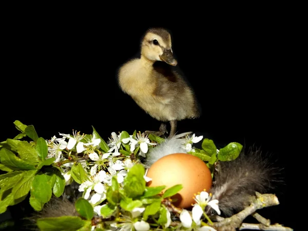 Pato pequeno na frente de fundo preto com uma flor e — Fotografia de Stock