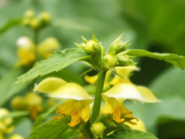 stock image Lamium galeobdolon a hardy evergreen shrub small garden