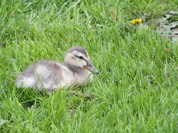 Young little duck eats green grass meadow — Stock Photo, Image