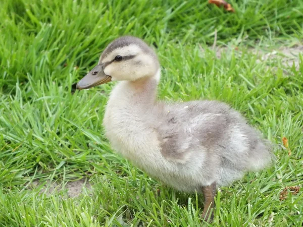 年轻的小鸭吃绿草草甸 — 图库照片