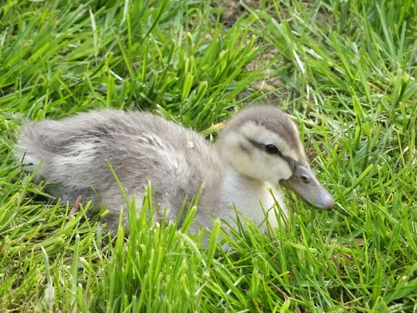Young little duck eats green grass meadow — Stock Photo, Image