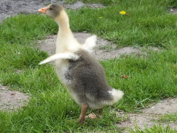 Pequeño pato joven come prado de hierba verde — Foto de Stock