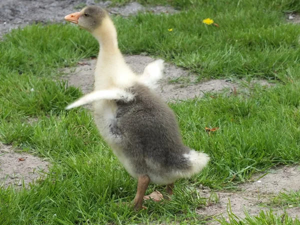 stock image Young little duck eats green grass meadow