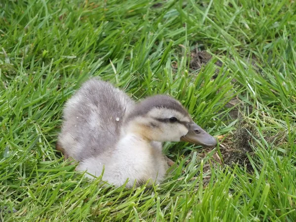 Mladá malá kachna žere zelené trávě louka — Stock fotografie