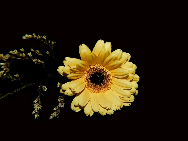 stock image Gerbera