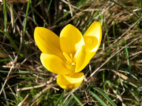 봄의 노란 크 로커 스가 온다 — 스톡 사진