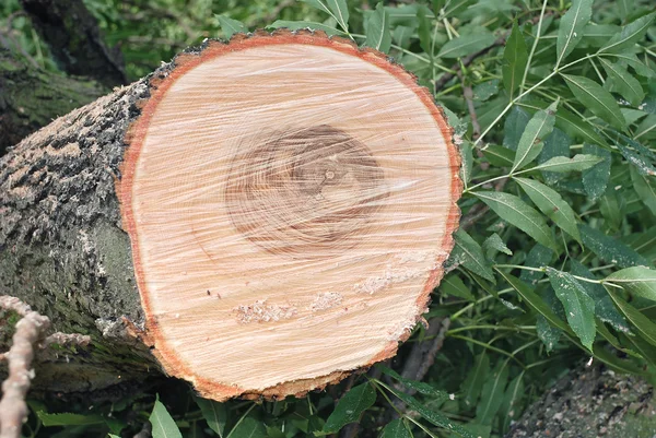Ash tree — Stock Photo, Image