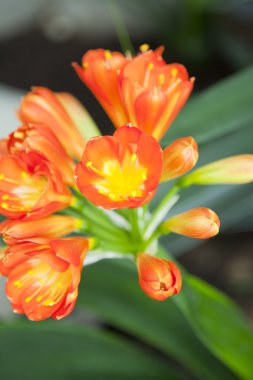 Kırmızı clivia