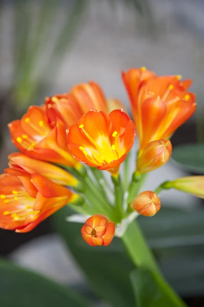 Red Clivia — Stock Photo, Image
