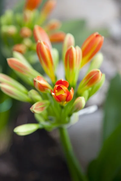Red Clivia — Stock Photo, Image