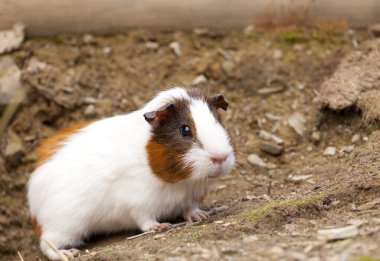 eskiden şiling şimdi pigs