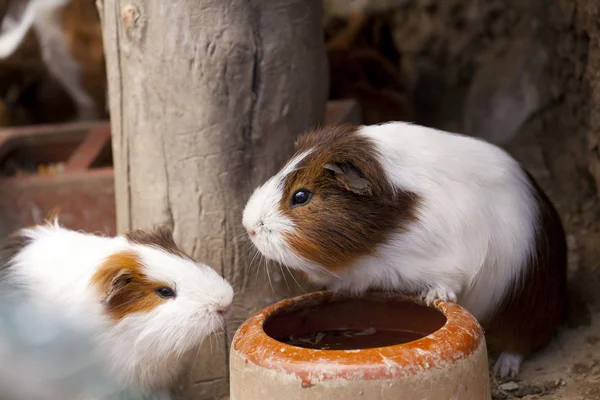 Guinea Pigs — Stock Photo, Image