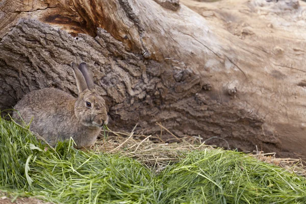野兔子 — 图库照片