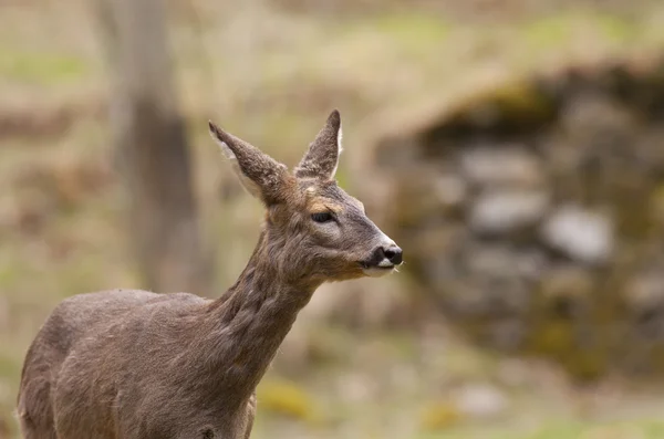 Närbild av en hjort — Stockfoto