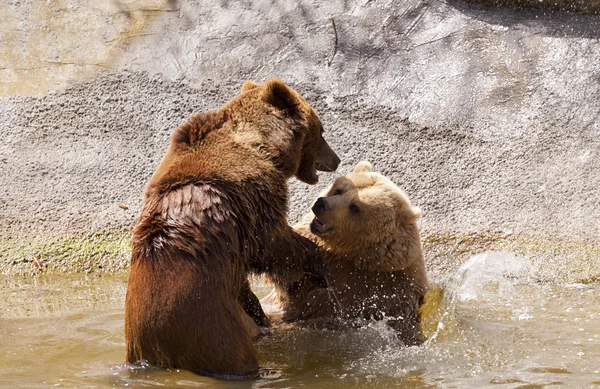 Volně medvědi — Stock fotografie