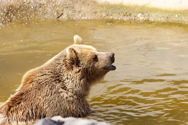 Grizzly bear — Stock Photo, Image
