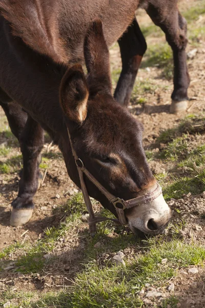 Catalan donkey — Stock Photo, Image