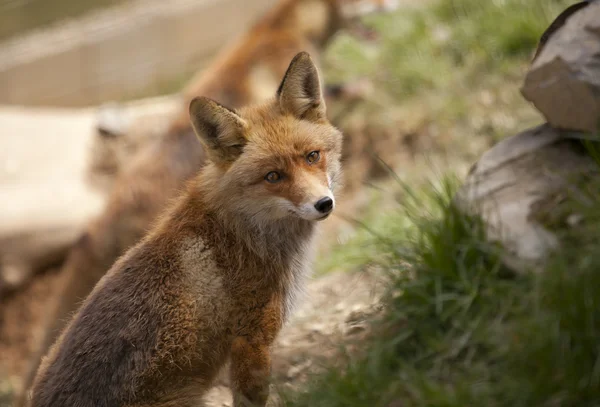 美丽的狐狸 — 图库照片