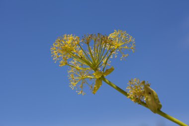 Aeonium glutinosum