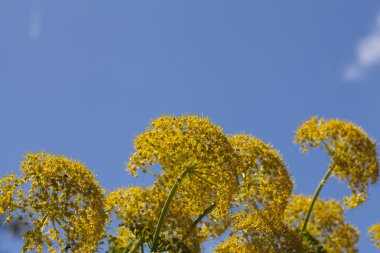 Aeonium glutinosum