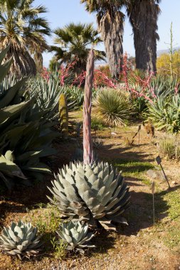 Agave parrasana