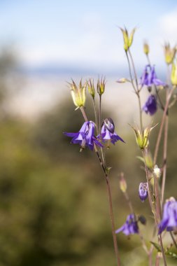 Aquilegia vulgaris