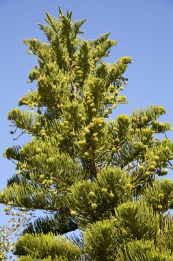 Araucaria heterophylla