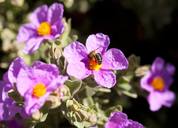 stock image Bee on a flower