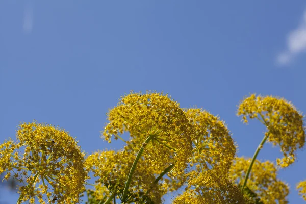 stock image Aeonium glutinosum