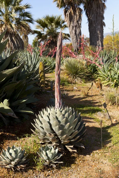 stock image Agave parrasana