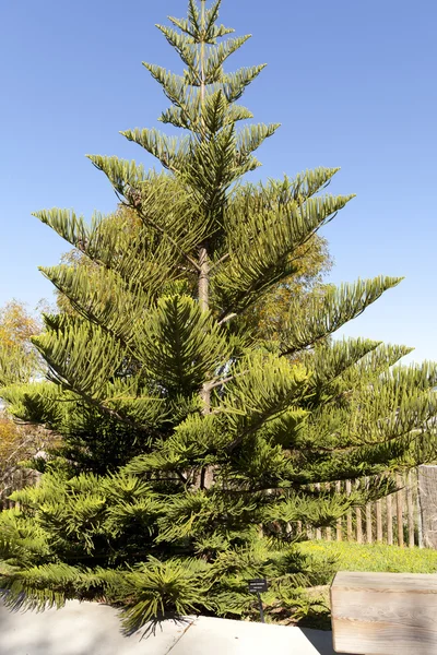 Araucaria heterophylla — Stock Photo, Image