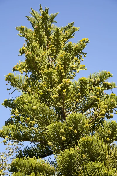 Stock image Araucaria heterophylla