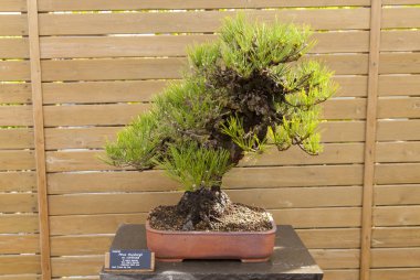 Pinus thunbergii clipart