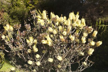 Callistemon pallidus