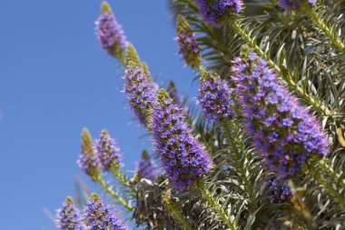 Echium candicans