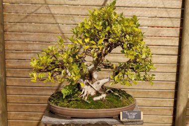 Ficus microcarpa