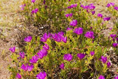 Lampranthus multiradiatus