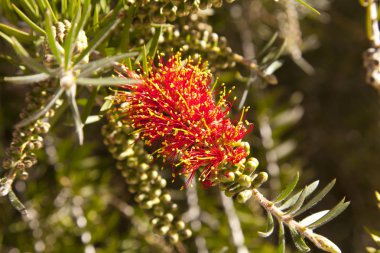 Melaleuca elliptica