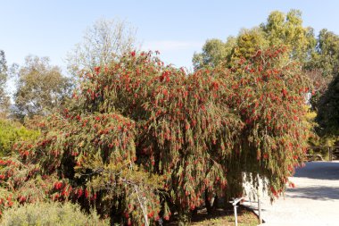 Melaleuca elliptica