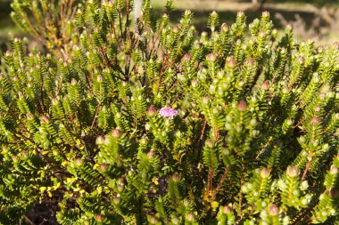 ijzer golfclub en golf ball op groen gras