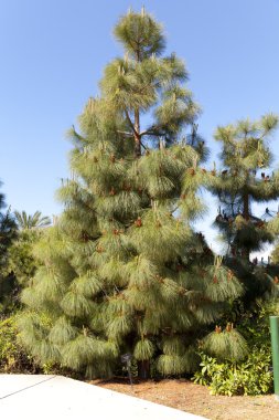 Pinus canariensis