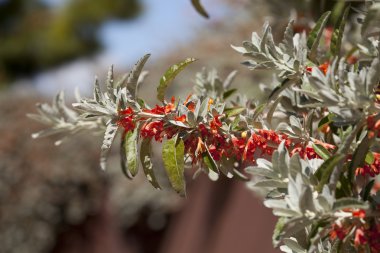 Teucrium heterophyllum clipart