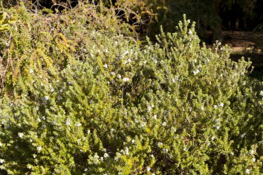 Westringia fruticosa clipart
