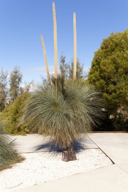 Xanthorrhoea glauca