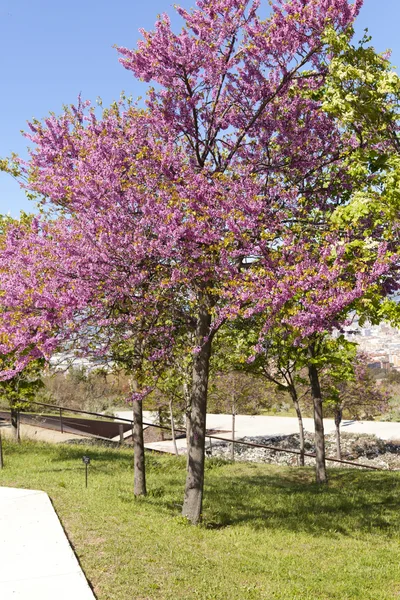 紫荆 siliquastrum — 图库照片