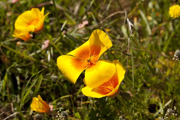 Eschscholzia californica