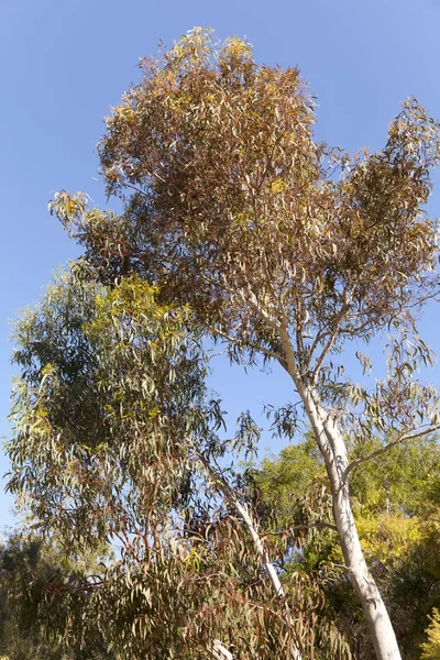 Eucalyptus fasciculosa — Stockfoto