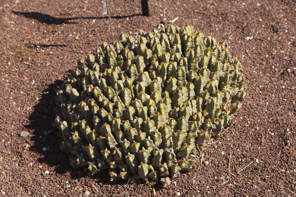 Euphorbia resinifera — Stockfoto