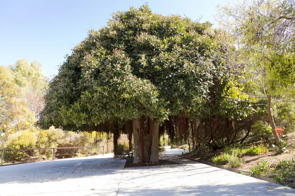 Ficus rubiginosa — Stock Photo, Image
